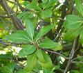 JUNGLEPLUM